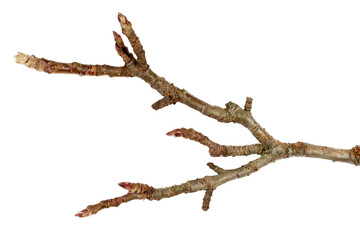 The branch of the tree is isolated on a white background. A tree branch is close-up.