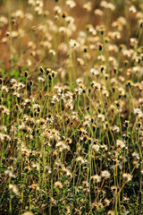 A dry grass field on light