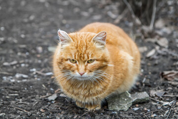 Naklejka na ściany i meble A street red cat sits on the ground and looks into the camera. A red cat against a background of gray earth. 