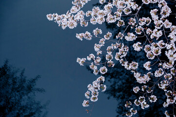 桜と水面に映る桜の影