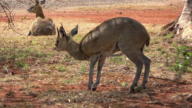 Klipspringer resting in savannah, South Africa
Panorama road, south Africa, 2023
