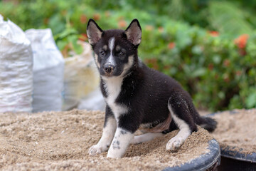 Naklejka na ściany i meble Black and white puppy sitting in bucket of sand and looks at camera. Nose in the sand. Shallow depth of field. Horizontal.