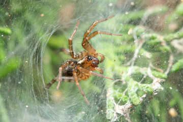 Funnel weaver spider, Textrix sp., waiting for preys on a sunny day