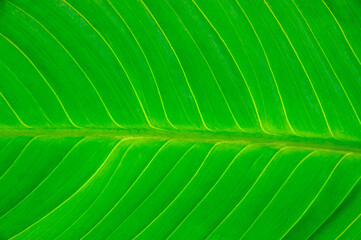 close up on green leaf texture background