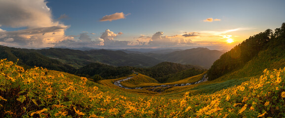 Beautiful panoramic view of a yellow flower field, also known as Thung Bua Tong, located at Doi Mae U Kho, Khun Yuam District, Mae Hong Son Province, Thailand.