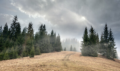 Winter forest in the Carpathians. Western Ukraine.