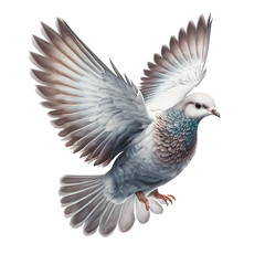 Naklejka premium pigeon isolated on transparent background