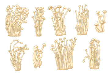 Colorful enoki collection. Vector illustration about asian mushroom. Medical gourmet asian food. Set of healthy fungus for vegetarians © Arhipteia