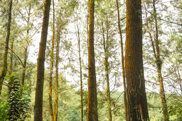 Stock photo of fresh village atmosphere