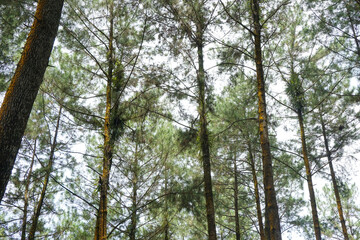 Stock photo of fresh village atmosphere