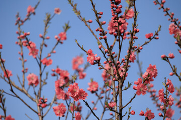 梅の花