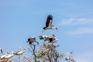 Group of Asian open bill birds (Anastomus oscitans) standing and flying on top of the tree on blue sky background.