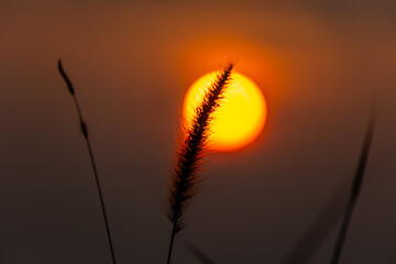 Fototapeta na wymiar Sunrise. Close up grass flower with sunrise light background.
