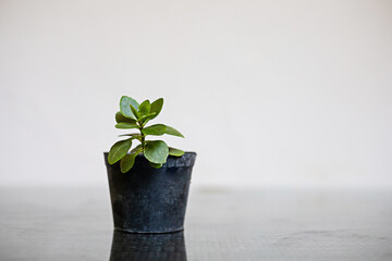 Green plant in a small black plastic pot on a white background.