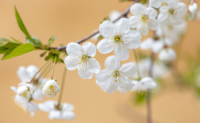 Flowers on a cherry tree in spring.