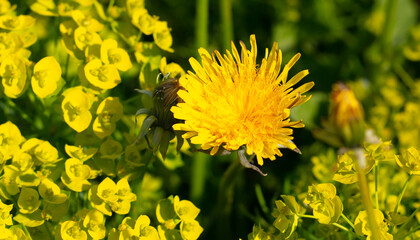 Yellow dandelion in the grass in spring.