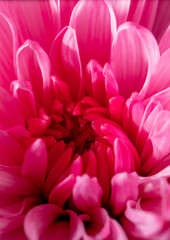 Petals of pink chrysanthemum flowers as background.