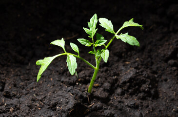 Tomato seedling in the ground in spring.