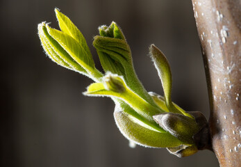 Young green walnut leaves in spring.