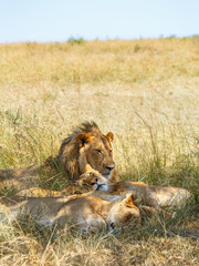Lion flock on the savannah resting in the shade