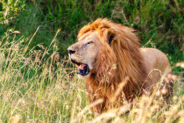 Male Lion in high grass
