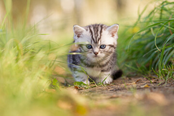 Naklejka na ściany i meble Katze, Britisch Kurzhaar Kätzchen sitzen auf grüner Wiese im Frühling