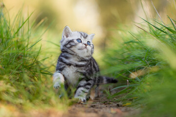 Katze, Britisch Kurzhaar Kätzchen sitzen auf grüner Wiese im Frühling und spielt