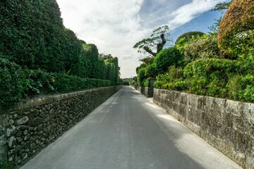 Long Road of Hedges