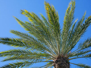 Obraz na płótnie Canvas Background of a mediterranean palm on a blue sky