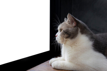 Scottish fold kitten sitting on wooden floor. Tabby cat sitting on black background. White cat looking something.