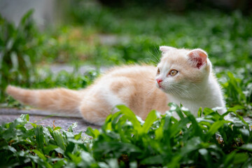 Ginger cat sitting in the garden. Scottish fold kitten looking something on green grass. Cute orange cat with copy space. Cream tabby cat walking on the lawn. - Powered by Adobe