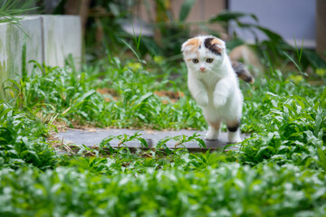 White calico tricolor cat jumping  on lawn. Scottish fold cat looking something on green background. white cat with copy space.