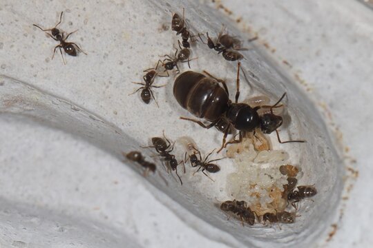 Gyne Lasius niger et couvain