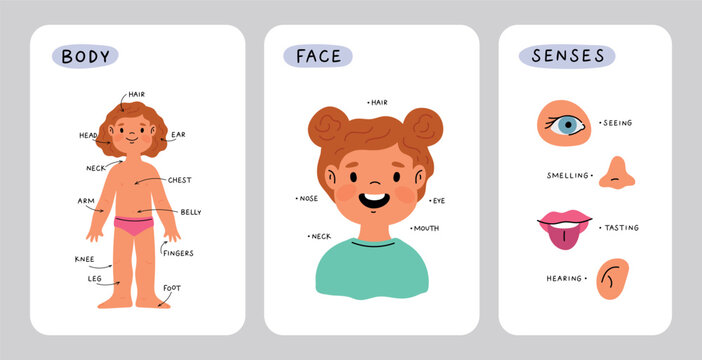 Girl body anatomy. Kid face part and senses. Child anatomy, body parts: leg, head, arm, belly, neck, fingers, eye, ear, nose. Cartoon illustration for preschool educational lesson. Vector