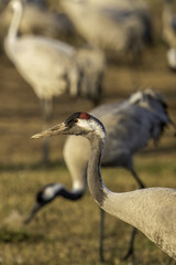 grey crowned crane balearica regulorum