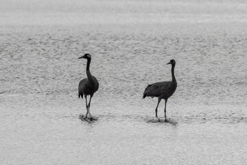 cranes in the water