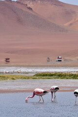 Wild Flamingos in atacama desert Chile South America