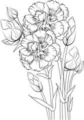 Carnation flower pencil art, Black and white outline vector coloring page and book for adults and children flowers clove-pink, with leaves hand drawn engraved ink illustration artistic design.