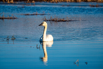 Obraz premium swan on the lake