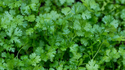 Coriander leaves in vegetables garden. Fresh cilantro leaves in  vegetables farm.  food and agriculture concept design. Organic coriander leaves background.