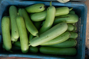 Harvested green vegetable bottle gourd,{Lagenaria Siceraria}Calabash Gourd,arranged 