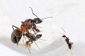Gyne Camponotus barbaricus et les premières ouvrières et couvain