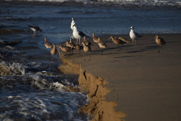 Seagulls and Godwits
