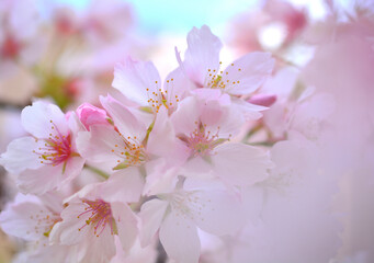 Naklejka na ściany i meble 満開の桜のクローズアップ