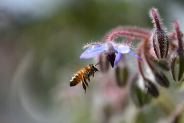 Borage and Bee