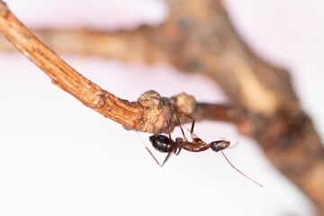Ouvrière Camponotus barbaricus