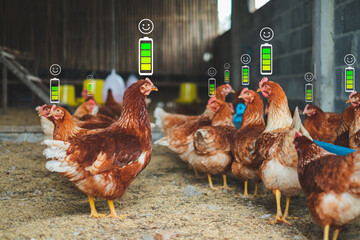 A group of happy and healthy hen or chicken in farm or hen house, Concept of caring farming or agriculture. An eco-friendly or organic farm. Free cage hen or chicken in outdoor farm.  © Irin