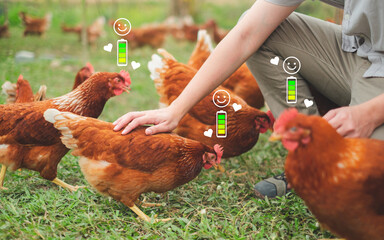 Happy and healthy Chicken or hen was petting by her owner, Concept of caring farming or agriculture. An eco-friendly or organic farm. Free cage hen or chicken in outdoor farm. slow lifestyles. © Irin