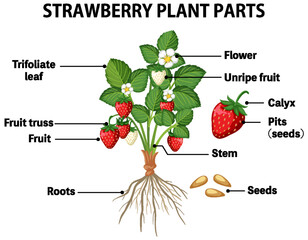 Strawberry plant parts diagram