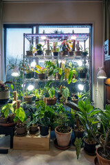 Fototapeta na wymiar Growing aroid plants indoors in winter with artificial lights and steel shelving.